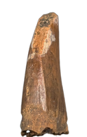 Nanotyrannus Tooth