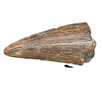 Richardoestesia sp. (Dromaeosaur) Tooth, Bissekty Formation, Uzbekistan