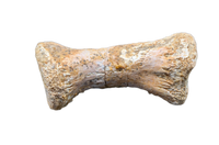 Crocodile Radiale, Kem Kem