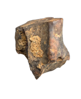 Triceratops Tooth
