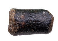 Sauropod (Long Neck) Tail Vertebra, El Mers III Formation