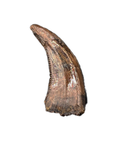 Acheroraptor Tooth from the Hell Creek Formation