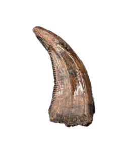 Acheroraptor Tooth from the Hell Creek Formation