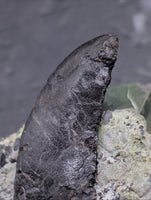 Allosaurus Tooth,  Morrison Formation