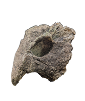 Allosaurus Dorsal Vertebrae, Morrison Formation