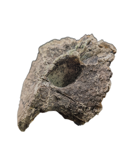 Allosaurus Dorsal Vertebrae, Morrison Formation