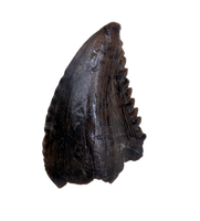 Museum Quality Troodon Tooth from the Hell Creek Formation