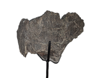 Camarasaurus Ilium Section