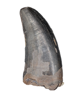 Nanotyrannus Tooth,  Hell Creek Formation
