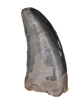 Nanotyrannus Tooth,  Hell Creek Formation