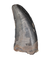 Nanotyrannus Tooth,  Hell Creek Formation