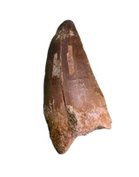 Mosasaurus Tooth