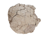 Stylemys (Tortoise), White River Group