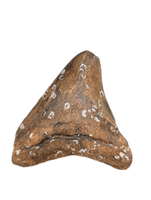 Megalodon Tooth