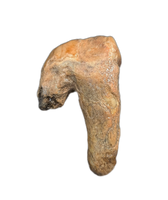 Cave Bear Tooth