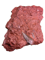Large and Exceptional Postosuchus (Rauisuchid) Tooth, Bull Canyon Formation