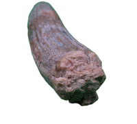 Ichthyovenator Tooth (Rare Spinosaurid), Early Cretaceous