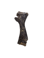 Turtle Humerus, Lance Formation