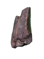 Tyrannosaur Tooth, Two Medicine Formation