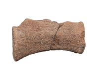 Dromaeosaurid Theropod (Deinonychus?) Tail Vertebra, Cloverly Formation