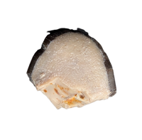 Diplodocus Tooth Tip