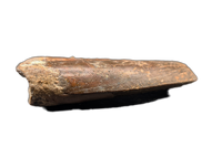 Unknown Theropod tooth, Bissekty Formation, Uzbekistan