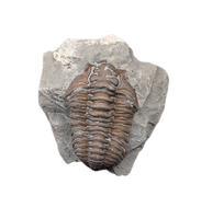 Flexicalymene Trilobite, Ohio