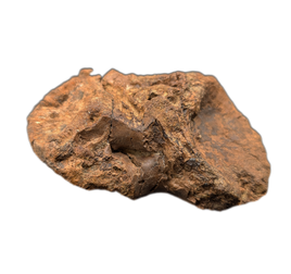 Tyrannosaur Vertebrae, Judith River Formation