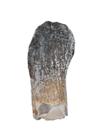 Rooted Archaeodontosaurus Tooth from the Mid Jurassic, Madagascar