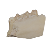 Leptomeryx (Deer like) Mammal Jaw Section with Teeth