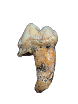 Cave Bear Tooth