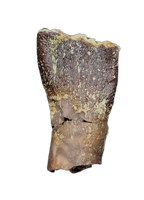 Archaeodontosaurus Tooth from the Mid Jurassic, Madagascar