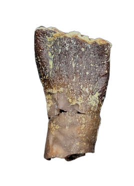 Archaeodontosaurus Tooth from the Mid Jurassic, Madagascar