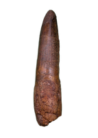 Spinosaurus Tooth