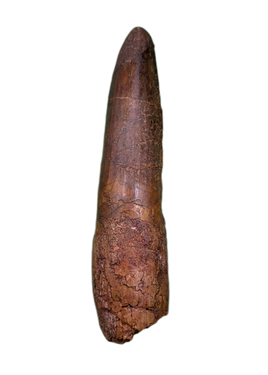Spinosaurus Tooth
