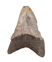 Megalodon Tooth