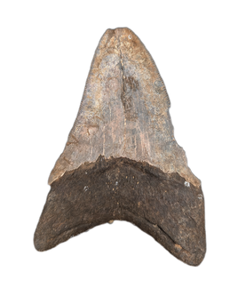 Megalodon Tooth