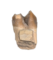 Poebrotherium (Camelid) Tooth, White River Fauna