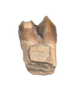 Poebrotherium (Camelid) Tooth, White River Fauna