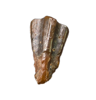 Levnesovia Tooth, Early Hadrosaur, Bissekty Formation, Uzbekistan