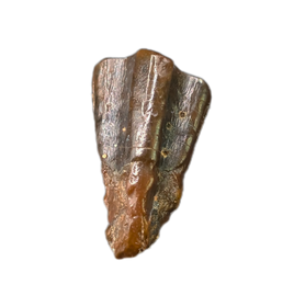 Levnesovia Tooth, Early Hadrosaur, Bissekty Formation, Uzbekistan