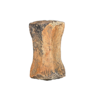 Thescelosaurus Caudal (Tail) Vertebrae, Hell Creek