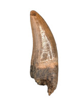 Nanotyrannus Tooth
