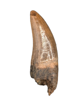 Nanotyrannus Tooth
