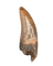 Nanotyrannus Tooth