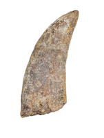 Theropod Tooth from the Mid Jurassic, Madagascar