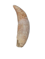 Rooted Mahajangasuchus Tooth