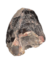Phytosaur Dentary Tooth, Chinle Formation