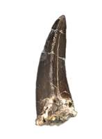 Ceratosaur Anterior Tooth, El Mers Formation
