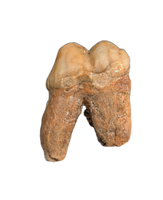 Cave Bear Tooth